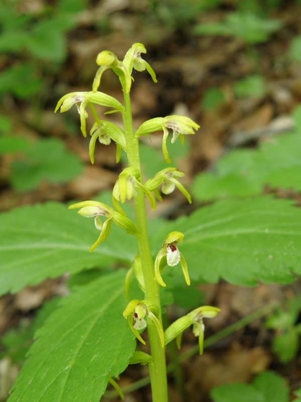 Coralroot Orchid
