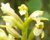 Corallorhiza-trifida, Coralroot Orchid