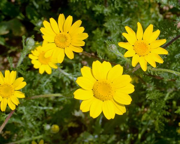 Cota tinctoria, close-up of flowers