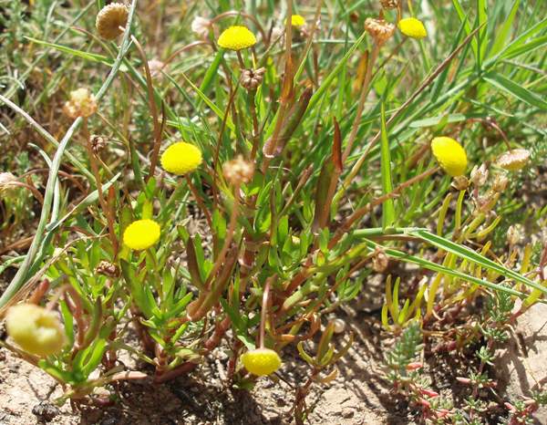 Buttonweed in Portugal