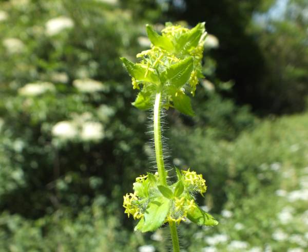 Cruciata laevipes showing the hairy stem and leaves