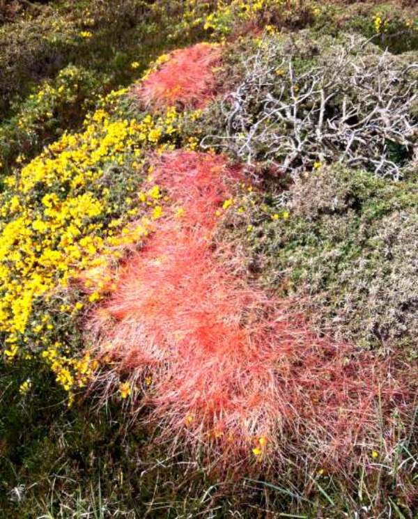 Dodder on gorse on a Cornwall clifftop