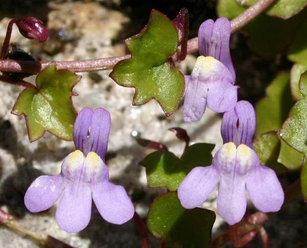 Ivy-leaved Toadflax, closeup of flowers