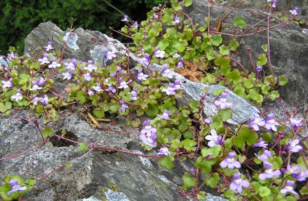 Ivy-leaved Toadflax growing on a wall