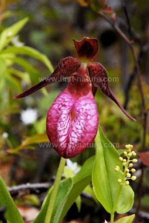Close up of Pink Lady's Slipper Orchid
