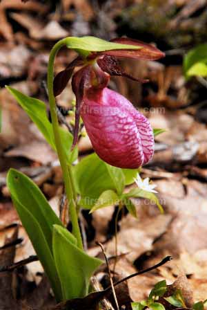 Side view of Pink Lady's Slipper Orchid