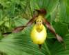 Cypripedium calceolus, Lady's-slipper Orchid