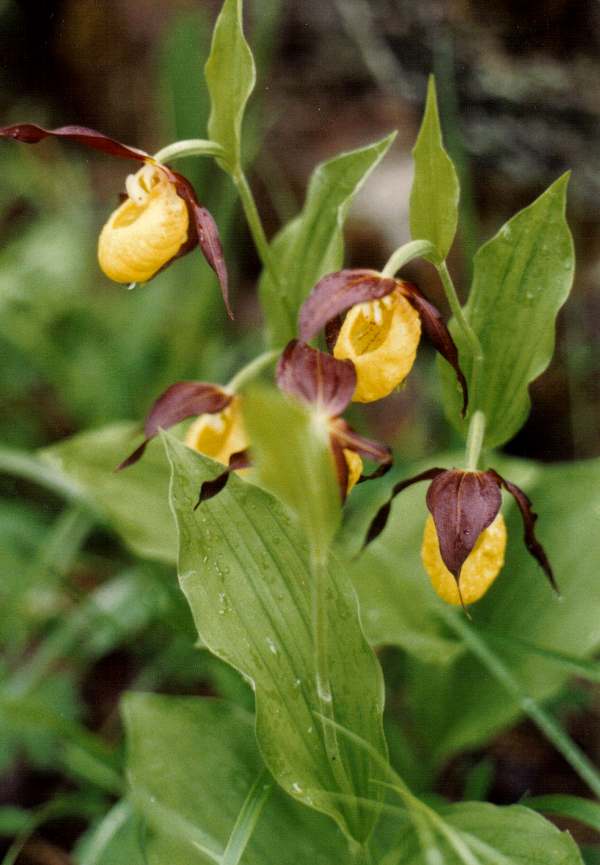 Lady's Slipper Orchid, Sweden