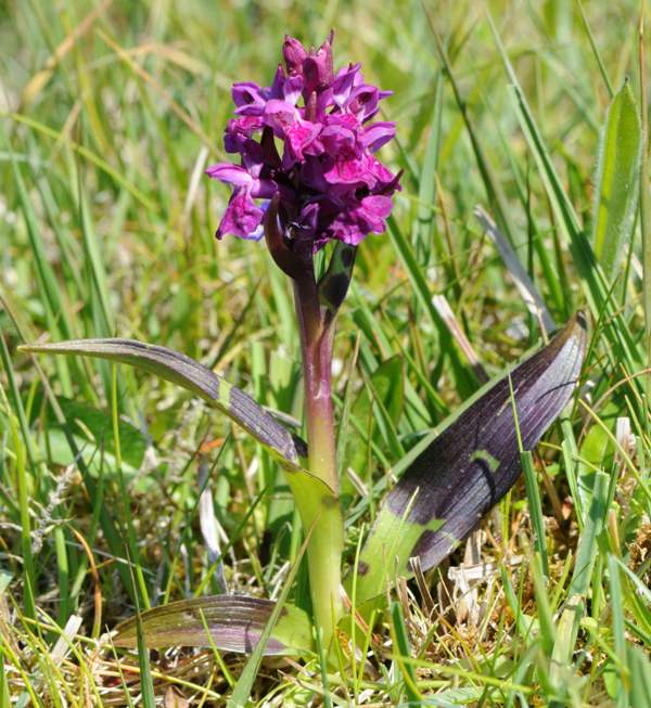 Hebridean Marsh-orchid