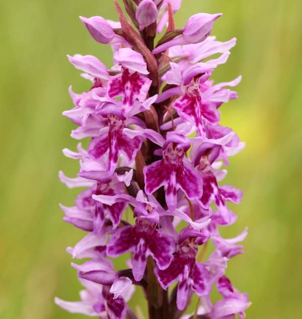 Common Spotted-orchid Dactylorhiza fuchsii var. rhodochila