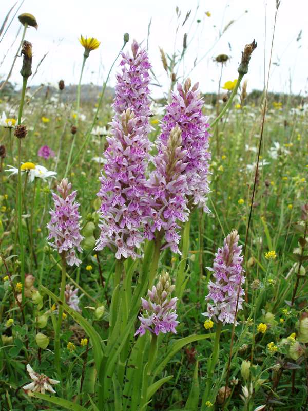 Common Spotted-orchids in Ireland