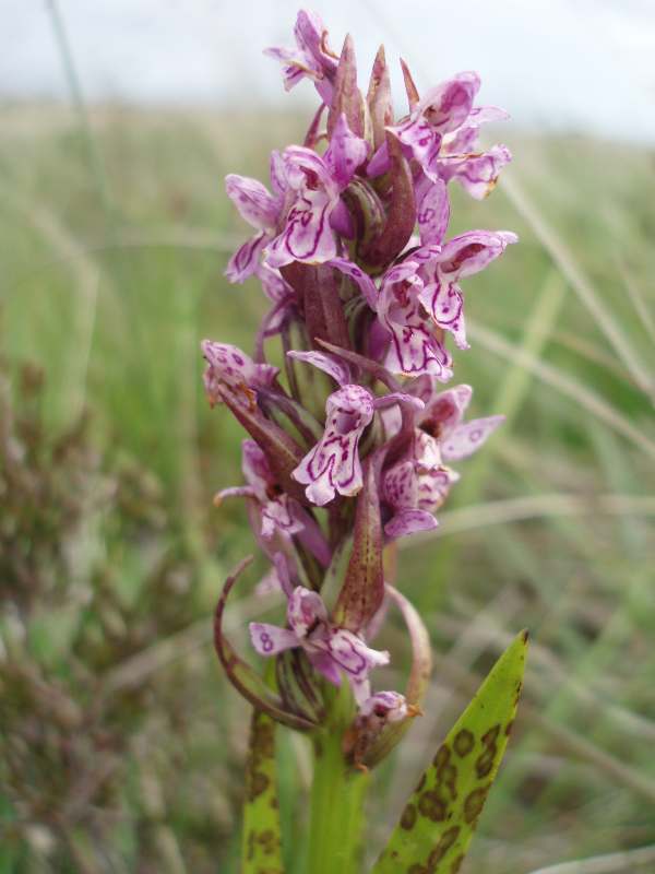 Dactylorhiza incarnata subsp. cruenta, Leopard Orchid