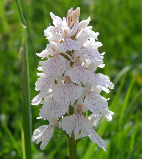 Dactylorhiza maculata - Heathe Spotted-orchid