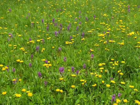 A meadow full of Dactyloriza majalis - Broad-leaved Marsh-orchid
