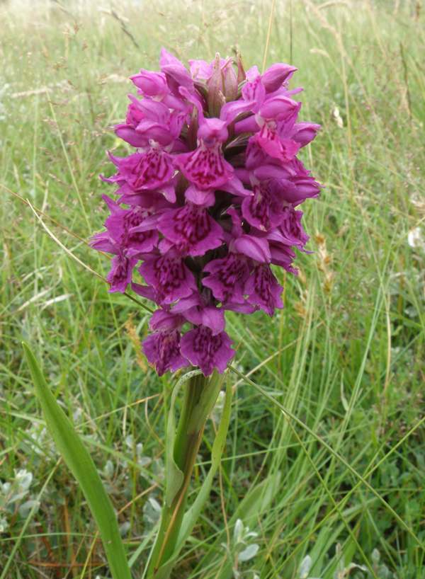 Dactylorhiza purpurella - Northern Marsh-orchid