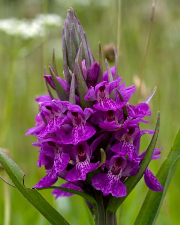 Dactylorhiza purpurella - Northern Marsh-orchid, Wales