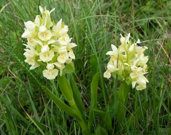 Elder-flowered Orchids in southern France