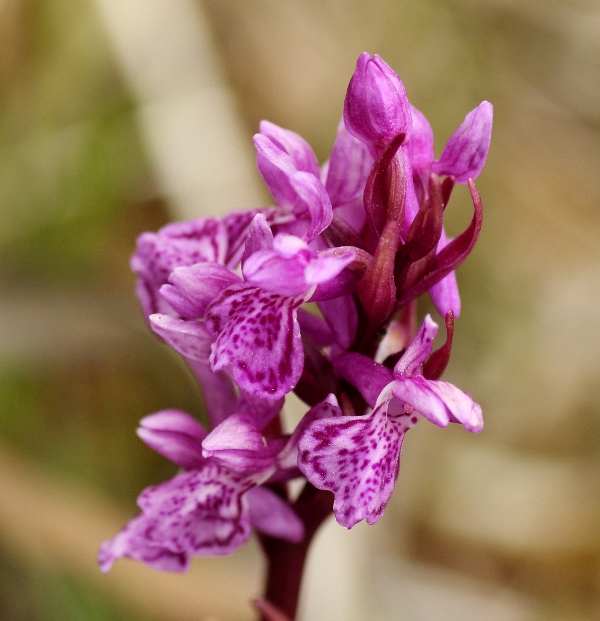 A closeup picture of Narrow-leaved Marsh-orchid