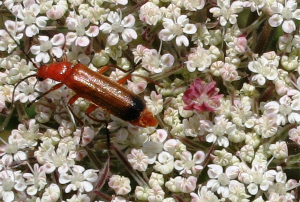 Closeup, flowers of Daucus carota