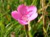 Maiden Pink, Dianthus deltoides