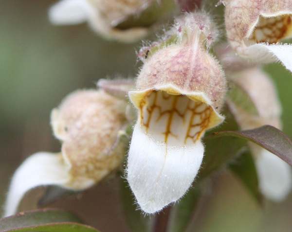 Digitalis lanata, closeup of flower