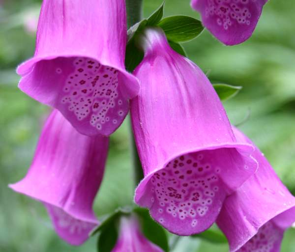 A closeup of the flowers of Foxglove