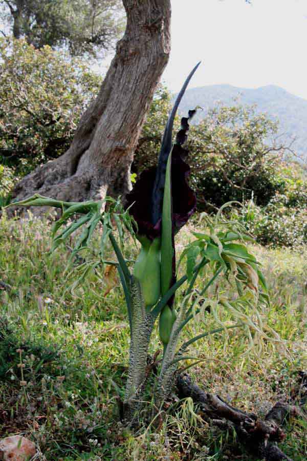 Dragon Arum plants, Crete