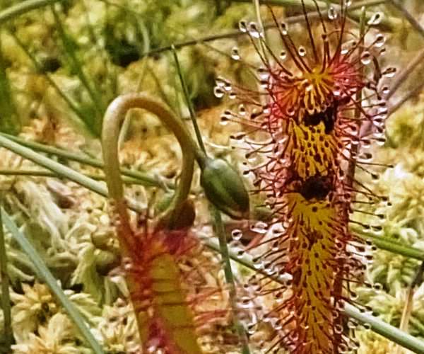 A closeup of the flower stem and bud of Great Sundew