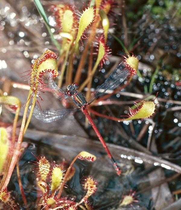 Great Sundew with a Large Red Damselfly