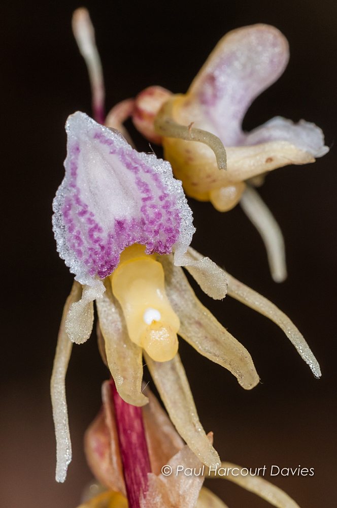 Ghost Orchid - Epipogium apyllym