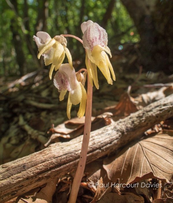 Epipogium aphyllum - ghost Orchid