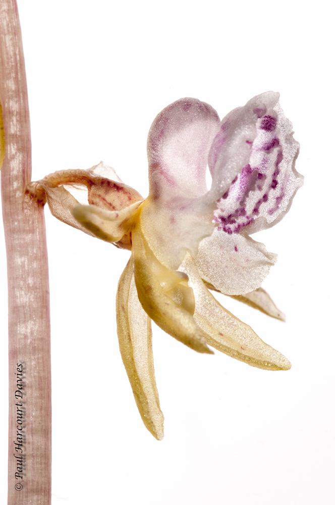 Ghost Orchid - Epipogium aphyllum