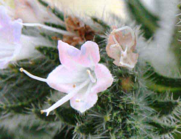A close-up picture of the flowers of Pale bugloss