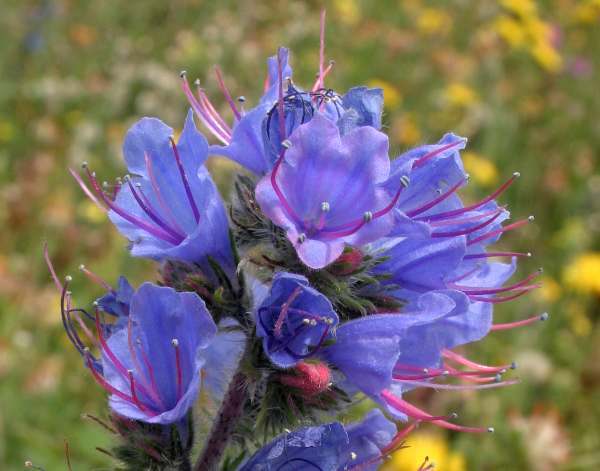 Closeup of flowers of Viper's Bugloss