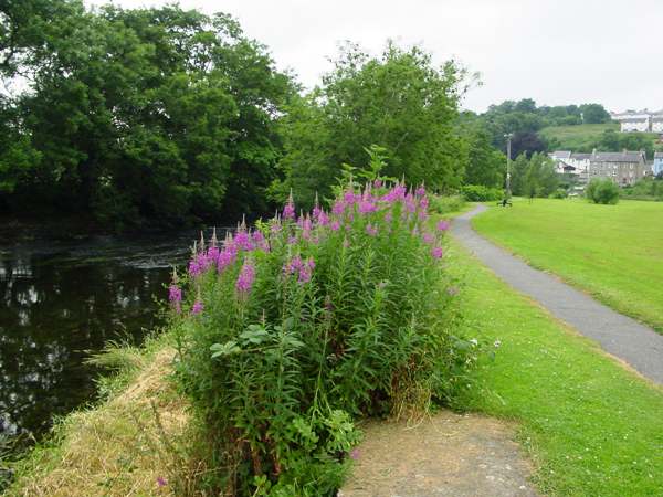 Rosebay Willowherb in a riverside setting, Ceredigion, Wales UK