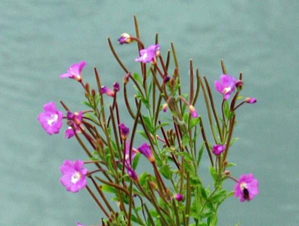 Epilobium hirsutum, side view of flowers and seed pods