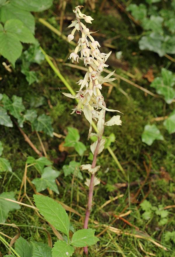 Epipactis helleborine var. albifolia