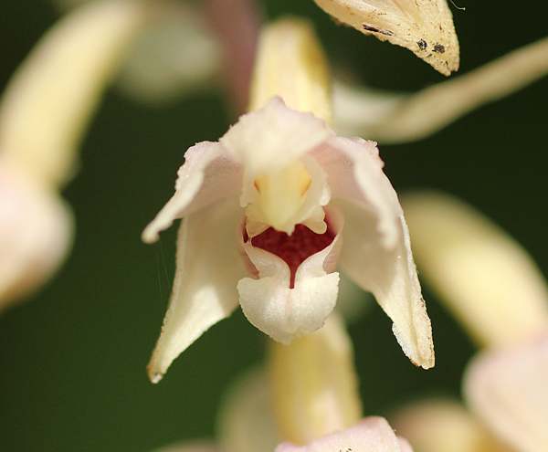 Closeup of flower of Epipactis helleborine var. albifolia