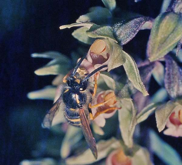 sp on the lip of a Violet Helleborine flower
