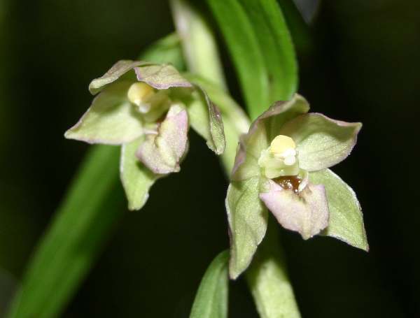 Epipactis helleborine - Broad-leaved Helleborine, closeup of flower