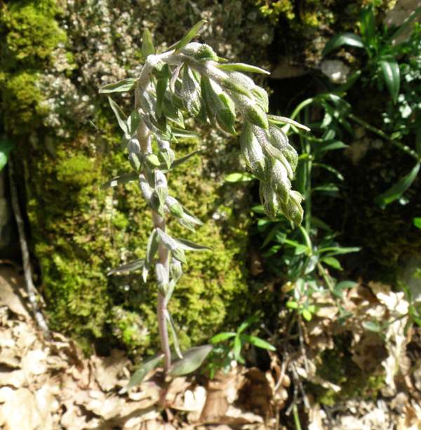 Epipactis microphylla - Small-leaved Helleborine