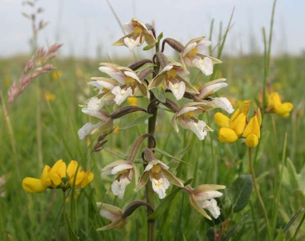 Epipactis palustris - Marsh Helleborine, Wales