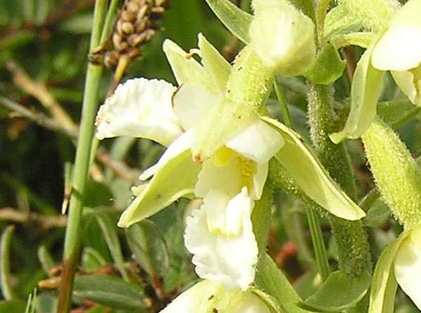 Epipactis palustris - Marsh Helleborine