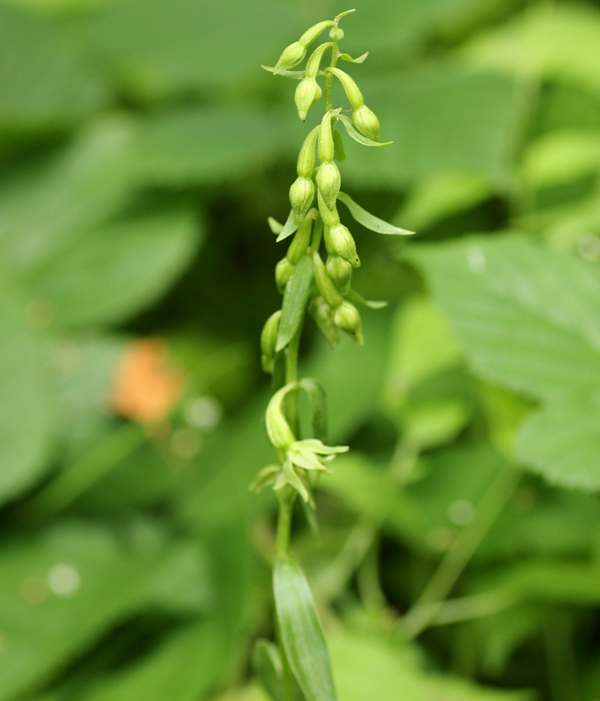 Green-flowered helleborine var vectensis