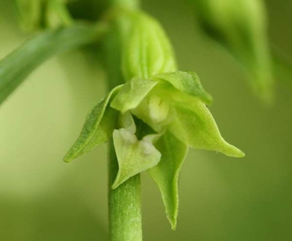 closeup of flower, Epipactis phyllanthes