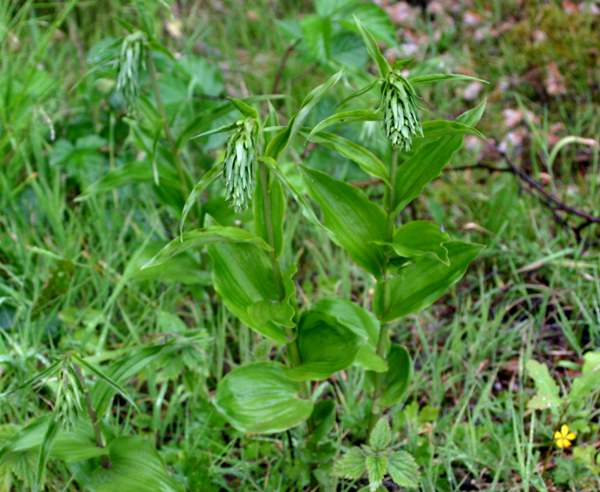 Epipactis phyllanthes - Green-flowered Helleborine