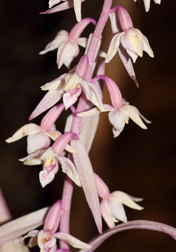 Closeup of flowers, Epipactis purpurata var. rosea - Violet Helleborine var. rosea