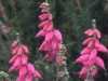 Erica ciliaris, Dorset Heath