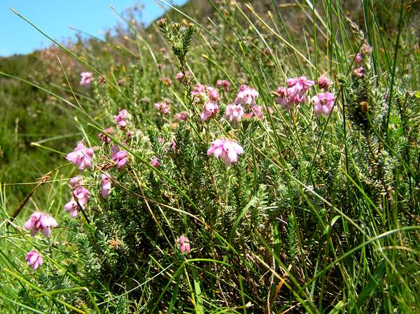 Erica tetralix in a boggy location  in Wales
