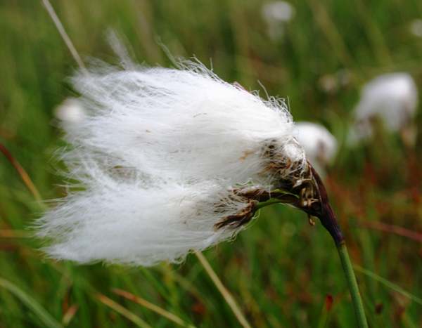A closeup picture of Common Cottongrass